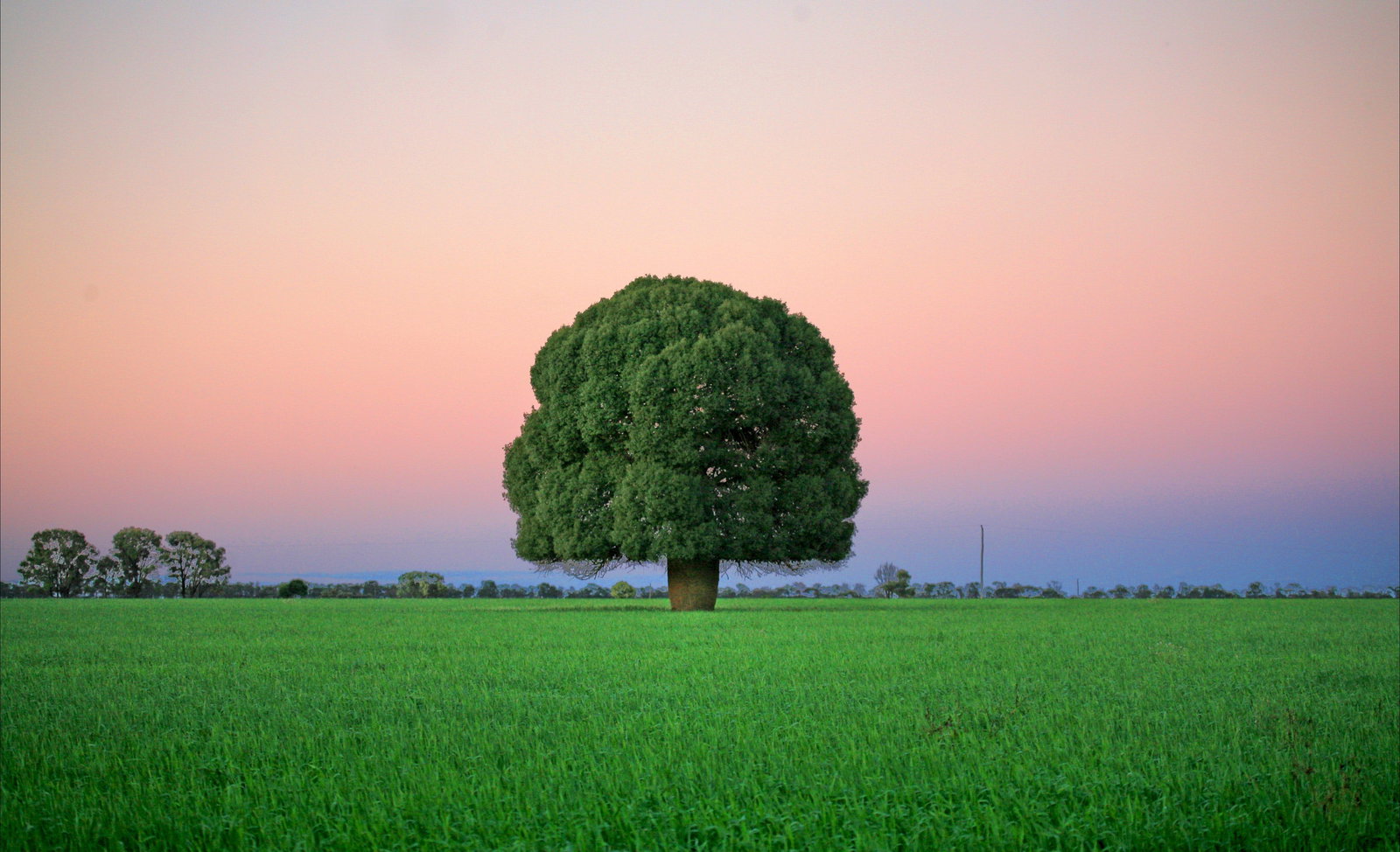 Condamine QLD Stayed