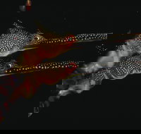 Eagle Rock Marine Sanctuary - Stayed