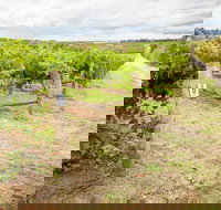 Grove Estate Wines - Stayed