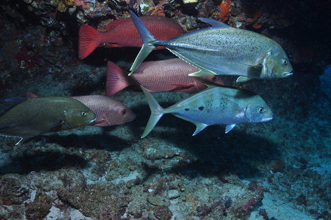 Hiros Cave And The Tubes - Stayed 0