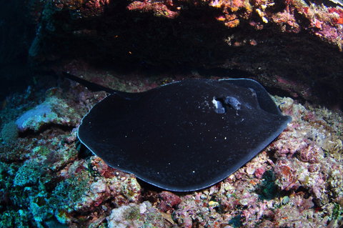 Hiros Cave And The Tubes - Stayed 1