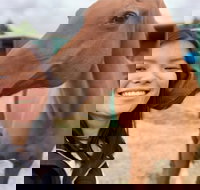 Horses Teaching Humans - Stayed