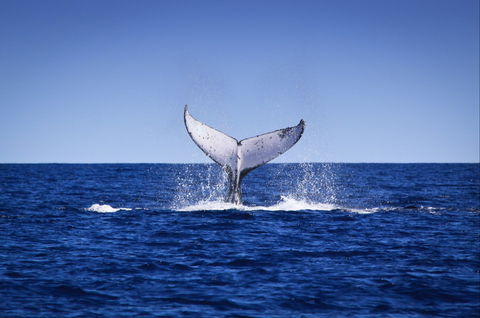Humpback Whales - Stayed 0