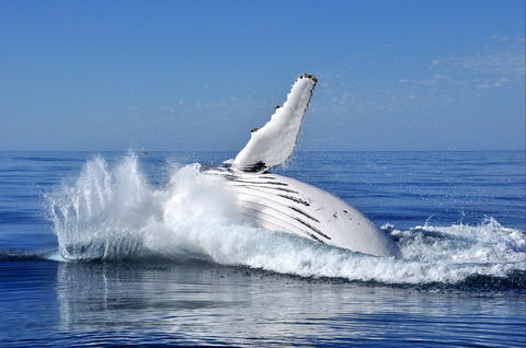 Humpback Whales - Stayed 1
