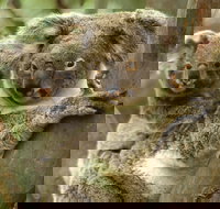 Koalas in Gunnedah - Stayed