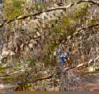 Lyrebird Dell walking track - Stayed