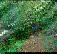 Mount Cougal Springbrook National Park - Stayed