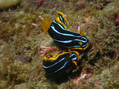 Mudjimba (Old Woman) Island Dive Site - Stayed 1
