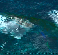 Norman Reef Dive Site - Stays Accommodation