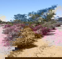 Reynoldson's Flora Reserve - Stays Accommodation