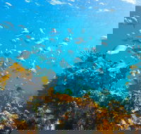 Snorkelling McKenzies Beach - Stayed