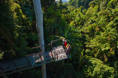 Tamborine Rainforest Skywalk - Stayed 1