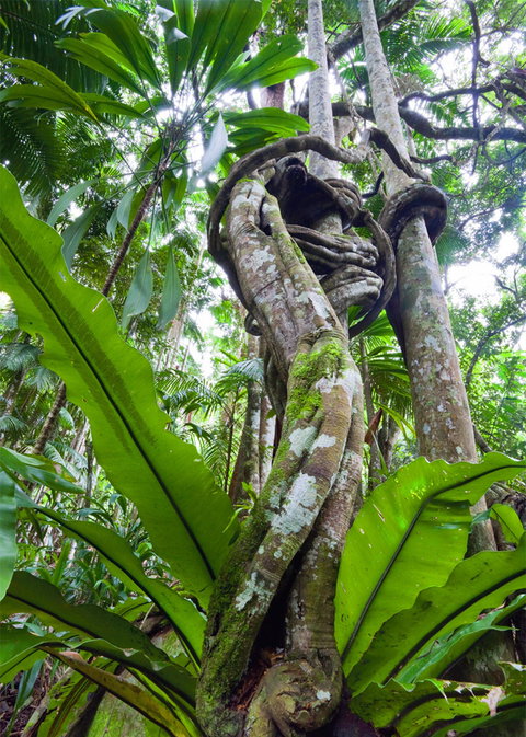 Tamborine Rainforest Skywalk - Stayed 2