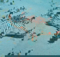 The Pines Dive Site - Stayed