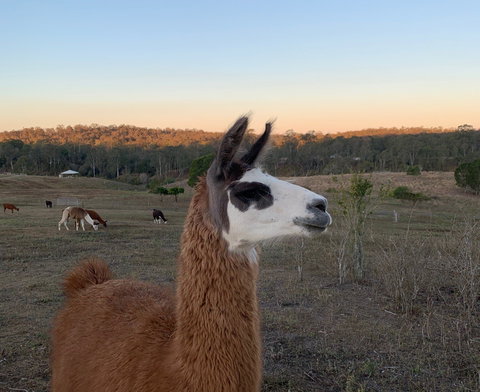 The Llama Farm - Stays Accommodation 0