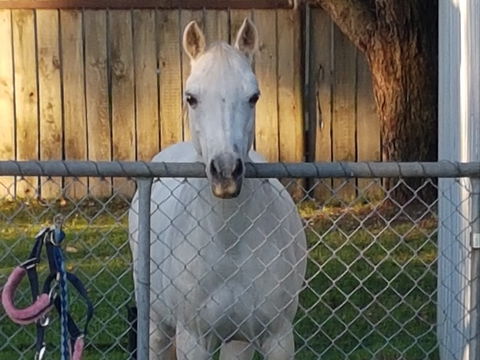The Equine Club - Stayed 2