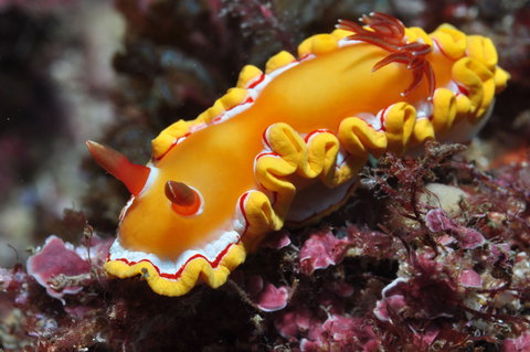 Wolf Rock Dive Site - Stays Accommodation 0