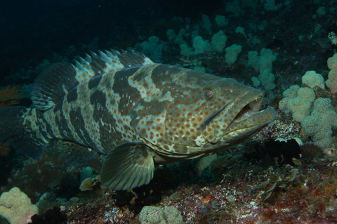 Wolf Rock Dive Site - Stays Accommodation 1