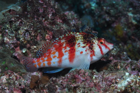 Wolf Rock Dive Site - Stays Accommodation 2