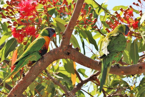 Half Day Manly Beach And More - Stayed 10