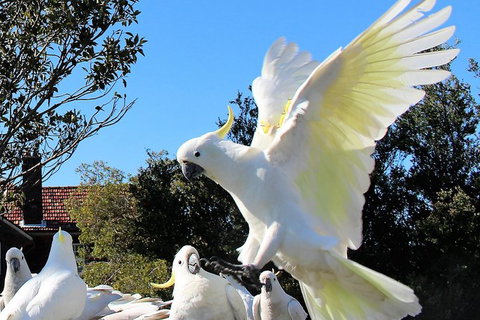 Half Day Manly Beach And More - Stayed 1