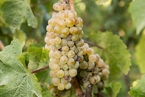 Bathurst Wine Trail Full-Day Private Tour With Tastings - Stayed 8