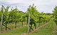 Bathurst Wine Trail Full-Day Private Tour With Tastings - thumb 10