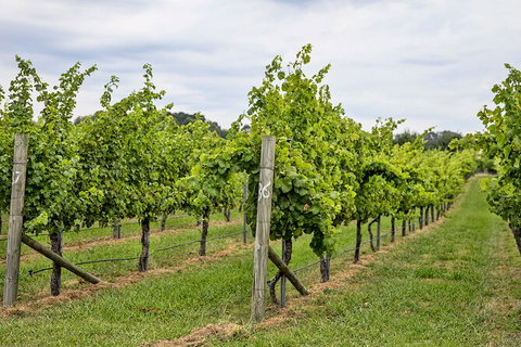 Bathurst Wine Trail Full-Day Private Tour With Tastings - Stayed 10