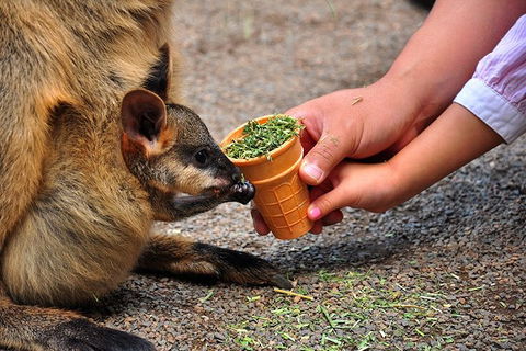 Blue Mountains Highlights & Wildlife Park - Stayed 3