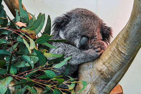 Blue Mountains Highlights & Wildlife Park - Stayed 1