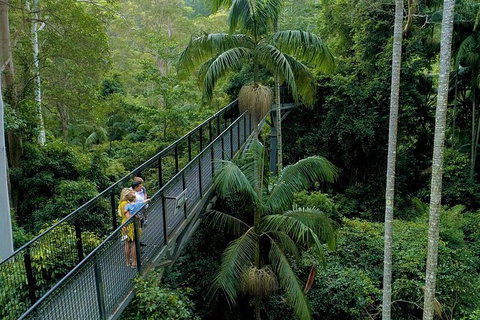 Springbrook And Mt Tamborine Adventure Tour - Bring The Kids!! - Stays Accommodation 4
