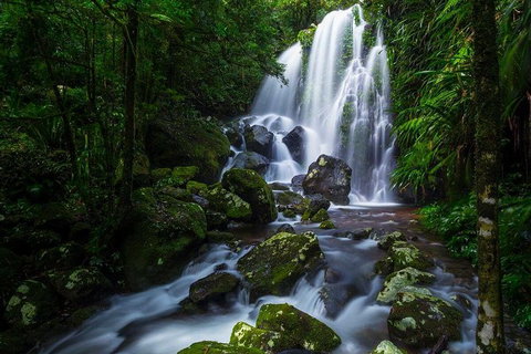 Springbrook And Mt Tamborine Adventure Tour - Bring The Kids!! - Stays Accommodation 11
