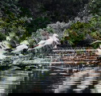 Everglades Eco Safari to Australia's Everglades - Stayed