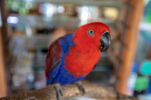 Daintree Rainforest, Cape Tribulation And Bloomfield Track Small Group Tour - Stayed 14