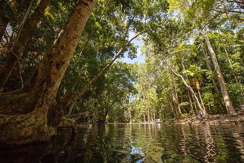 Daintree Rainforest, Cape Tribulation And Bloomfield Track Small Group Tour - Stayed 7