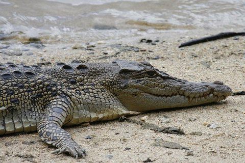 Daintree Rainforest, Cape Tribulation And Bloomfield Track Small Group Tour - Stayed 8