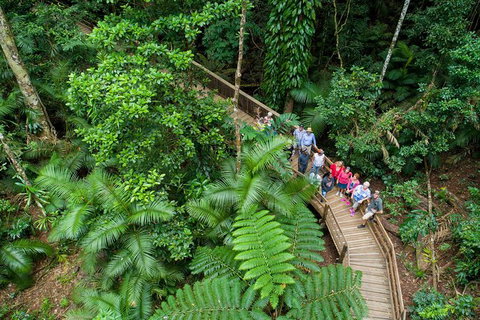 Daintree Rainforest, Cape Tribulation And Bloomfield Track Small Group Tour - Stayed 0