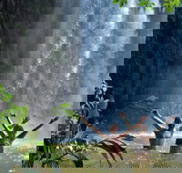 Atherton Tablelands Waterfalls Tour from Cairns - Stayed