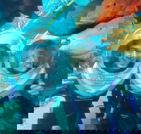 Green Island Day Trip Including Seawalker Helmet Dive COMBO - Stayed