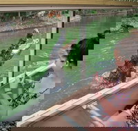 Hartley's Crocodile Adventures Wildlife Encounter Day Trip from Cairns - Stayed