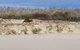 Bribie Island Beach & Bunker Tour - thumb 1