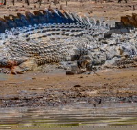 Solar Whisper Daintree River Crocodile and Wildlife Cruise - Stays Accommodation