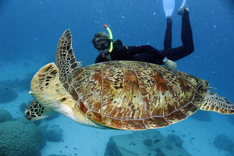 Full Day Snorkel In The Great Barrier Reef - Stayed 4