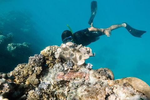 Full Day Snorkel In The Great Barrier Reef - Stayed 5