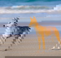 Fraser Island 4WD Tour from Rainbow Beach - Stayed