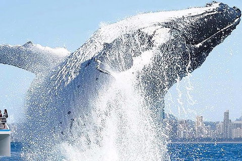 Gold Coast City Card (3 Days Card): Unlimited Attractions - Stayed 8