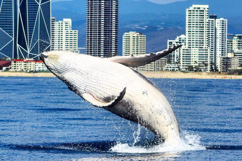 Gold Coast City Card (3 Days Card): Unlimited Attractions - Stayed 4