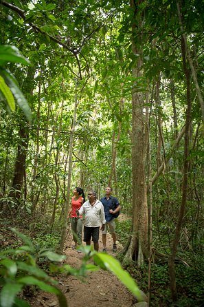 Mossman Gorge Dreamtime Tour - Stayed 2