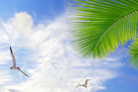 Airport Transfer - Mission Beach To Cairns Airport - Stays Accommodation 4