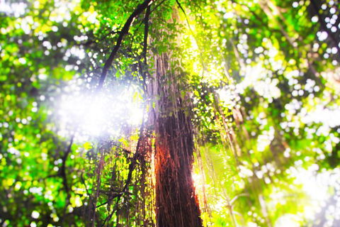Airport Transfer - Mission Beach To Cairns Airport - Stays Accommodation 1